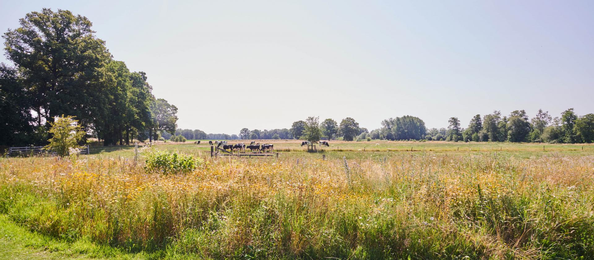 Rub en 98-0-0-0-0-1735325243