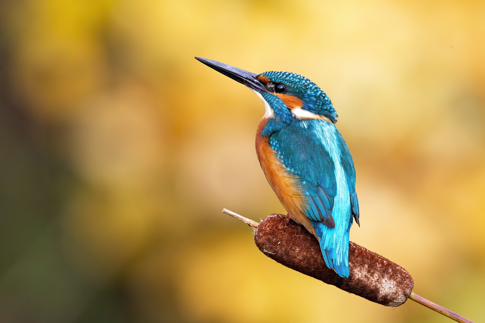 ijsvogel